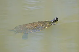 Red Eared Slider Prints: Red-eared Turtle (Trachemys scripta elegans) (Pseudemys scripta elegans)