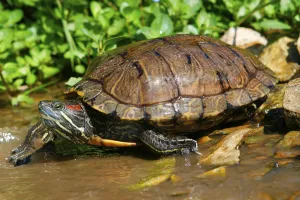 Red Eared Slider Prints: Red-eared Turtle (Trachemys scripta elegans) (Pseudemys scripta elegans)