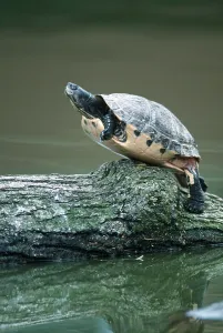 Red Eared Slider Prints: Red-eared Turtle (Trachemys scripta elegans) (Pseudemys scripta elegans)