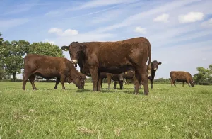 Ungulate Animal Husbandry Prints: Red Ruby Devon cattle, purebred