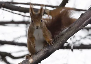 Mammal Photos Prints: A red squirrel (Sciurus) on a branch