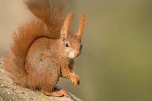 Sciurus Vulgaris Portrait Prints: Red Squirrel (Sciurus vulgaris)