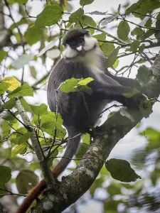 Uganda Travel Photography Prints: Red-tailed Monkey (Cercopithecus ascanius)