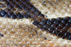 Scaled Reptile Wildlife Photography Prints: Reticulate Python, skin detail (Python reticulatus) (Python reticulata)