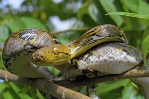 Reticulated Python Prints: Reticulated python (Malayopython reticulatus)