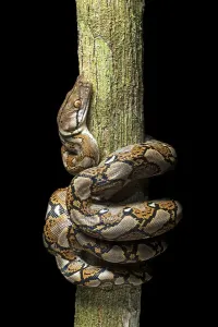 Reticulated Python Prints: Reticulated python (Malayopython reticulatus)