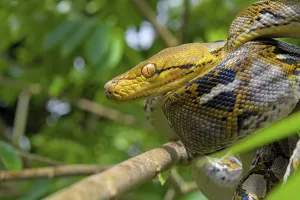Reticulated Python Prints: Reticulated python (Malayopython reticulatus)