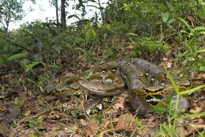 Reticulated Python Prints: Reticulated python (Malayopython reticulatus)