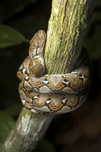 No People In The Jungle Prints: Reticulated python (Malayopython reticulatus)