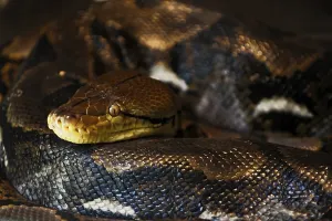 Constrictor Snake Species Prints: Reticulated Python (Malayopython reticulatus)