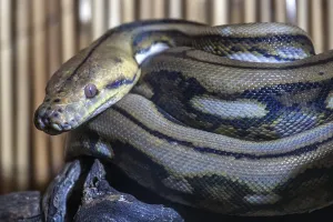 Reticulated Python Print - Captive, Germany