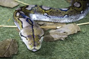 Constrictor Snake Prints: Reticulated python (Malayopython reticulatus)