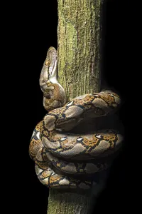 Constrictor Snakes Prints: Reticulated python (Malayopython reticulatus)