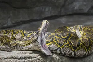 Reticulated Python Prints: Reticulated python (Malayopython reticulatus) (Python reticulatus) nonvenomous constrictor snake native to South