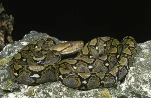Wildlife Protection Prints: Reticulated python, python reticulatus
