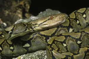 Reticulated Python Prints: Reticulated python, python reticulatus, adult