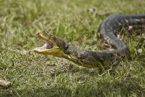 Empty Beaches In Bali Prints: Reticulated python, Reticulated pythons