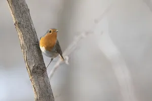 European Robins In Winter Prints: A robin leans against a tree trunk with a bright