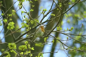 Springtime Birds Prints: Robin in spring, Germany, Europe