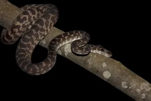 No People Exterior View Prints: Rough-scaled Python (Morelia carinata)