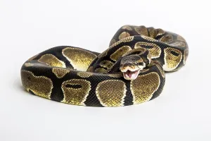Ball Python Prints: Royal or Ball Python snake, isolated on white background
