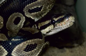Constrictor Snake Prints: Royal python (Python regius)