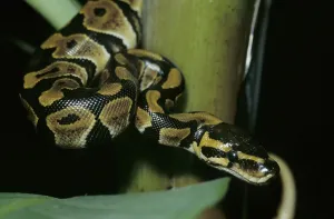 Python Regius Prints: Royal python (Python regius)
