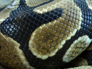 Scaled Reptile Pictures Prints: Royal Python (Python regius)