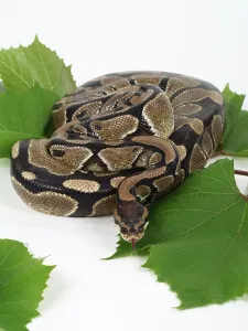 Studio Shot Snakes Prints: Royal Python (Python regius)