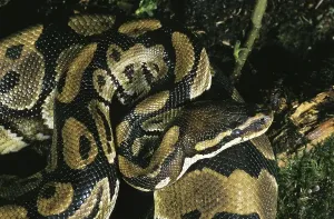 Reptile Photography Africa Prints: Royal Python (python regius), Adult