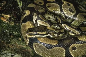 Constrictor Snakes Prints: Royal python (python regius), Adult