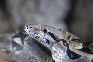 Scaled Reptile Portraits Prints: Royal python (Python regius) adult snake head portrait