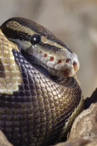 Captive Snake Photography Prints: Royal python (Python regius) adult snake head portrait