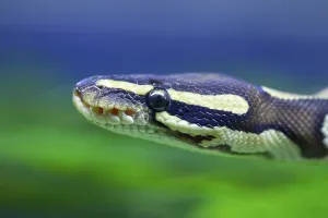 Captive Snake Photography Prints: Royal python (Python regius) adult snake head portrait