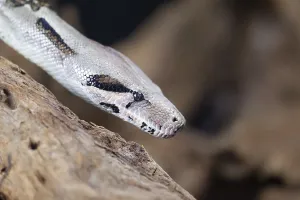 Royal python (Python regius) adult snake head portrait