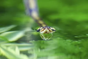 Wild Animal Photos UK Prints: Royal python (Python regius) adult snake swimming on water