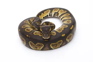 Royal Python (Python regius), Black Head