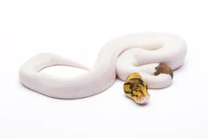 Full Length Animal Photos Prints: Royal python (Python regius), Bumble Bee Piebald