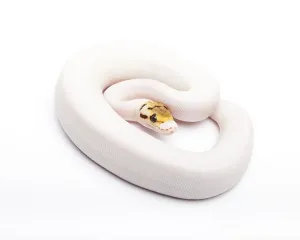 Bumble Bee Piebald Royal Python Print, Female
