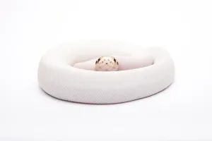 Wild Animal Breeding Prints: Royal Python (Python regius), Bumble Bee Piebald