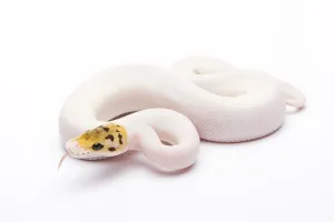 Bee Wildlife Photography Prints: Royal Python (Python regius), Bumble Bee Piebald