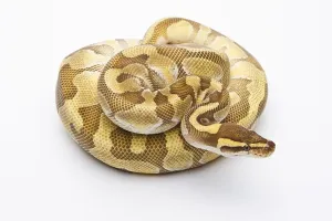 Empty Studio Shot Prints: Royal Python (Python regius), Butter Enchi