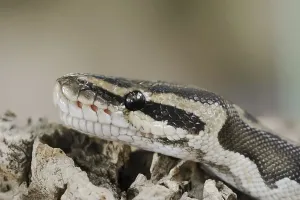 Python Regius Prints: Royal python (Python regius), captive