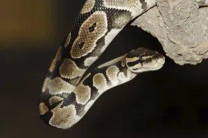 Python Regius Prints: Royal python (Python regius), captive
