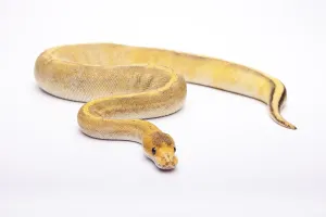 Reptiles In Europe Prints: Royal python (Python regius), Champagne Calico