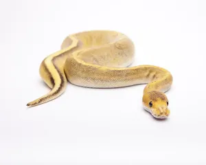 Champagne Calico Royal Python Print