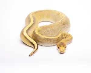 Austrian Fauna Photos Prints: Royal Python (Python regius), Champagne Calico