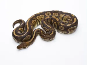 Wildlife In Austria Europe Prints: Royal Python (Python regius), Fefe