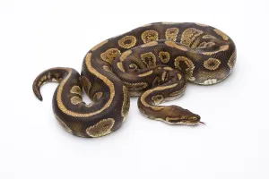European Reptile Photography Prints: Royal Python (Python regius), Fefe