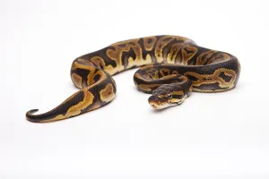 Panthera Pardus Pictures Prints: Royal Python (Python regius), Leopard
